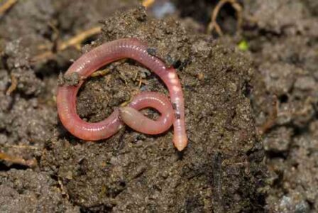 Vermicompost: Wrangle Your Wigglers Image